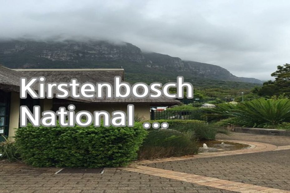 Kirstenbosch National Botanical Garden: Known as one of the most beautiful gardens in Africa, Kirstenbosch is a haven of indigenous plants, stunning flora, and tranquil picnic spots. Attend a live concert during summer months.